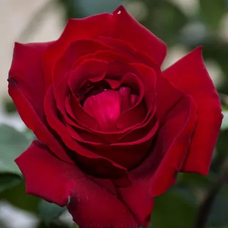 Casa de Férias Casa El Pino Vilaflor